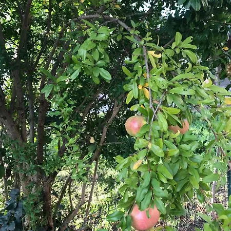 منزل ريفي Torre Colombaia *