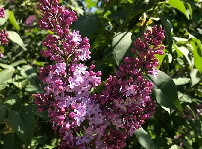 Torre Colombaia Salsomaggiore Terme