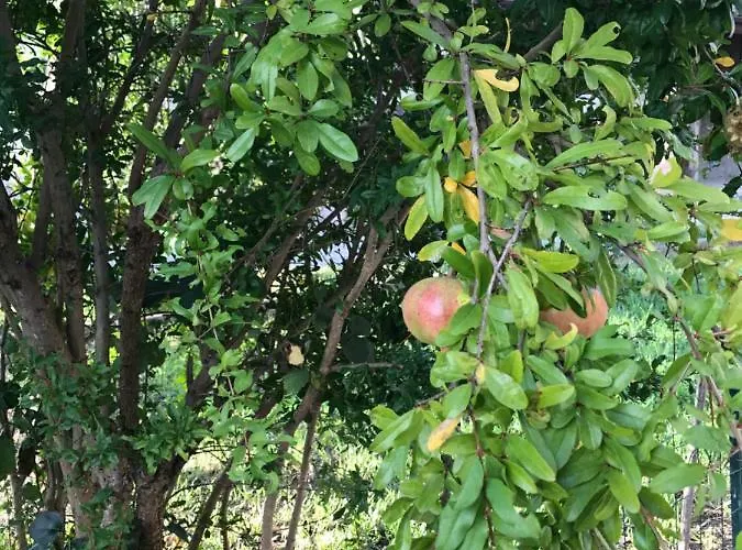 Landhuis Torre Colombaia *